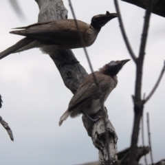 Philemon corniculatus at Paddys River, ACT - 5 Jan 2022