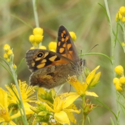 Geitoneura klugii (Marbled Xenica) at Paddys River, ACT - 5 Jan 2022 by HelenCross