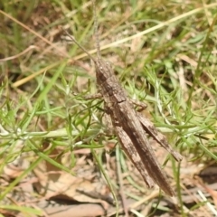 Coryphistes ruricola (Bark-mimicking Grasshopper) at Paddys River, ACT - 5 Jan 2022 by HelenCross