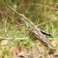 Coryphistes ruricola at Paddys River, ACT - 5 Jan 2022 01:23 PM