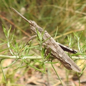 Coryphistes ruricola at Paddys River, ACT - 5 Jan 2022 01:23 PM