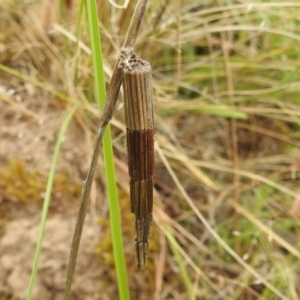 Lepidoscia arctiella at Paddys River, ACT - 5 Jan 2022