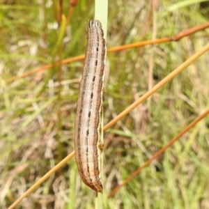 Noctuidae unclassified IMMATURE moth at Paddys River, ACT - 5 Jan 2022