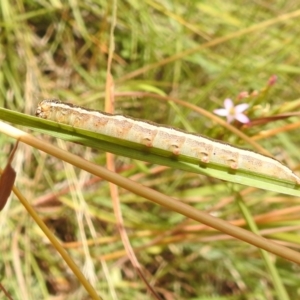 Noctuidae unclassified IMMATURE moth at Paddys River, ACT - 5 Jan 2022