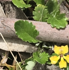 Goodenia hederacea subsp. alpestris at Cotter River, ACT - 27 Dec 2021 by Tapirlord