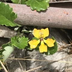 Goodenia hederacea subsp. alpestris at Cotter River, ACT - 28 Dec 2021 10:42 AM