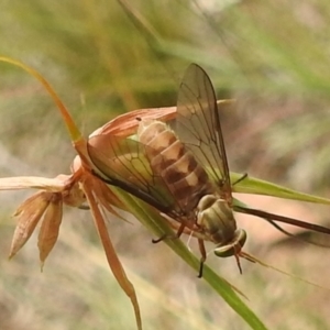 Dasybasis sp. (genus) at Paddys River, ACT - 5 Jan 2022