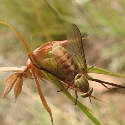 Dasybasis sp. (genus) (A march fly) at Paddys River, ACT - 5 Jan 2022 by HelenCross