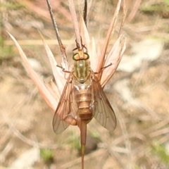 Dasybasis sp. (genus) at Paddys River, ACT - 5 Jan 2022