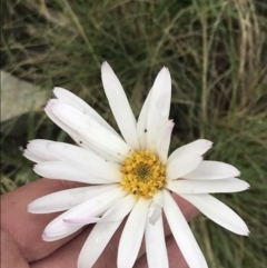 Celmisia tomentella (Common Snow Daisy) at Cotter River, ACT - 28 Dec 2021 by Tapirlord
