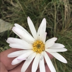 Celmisia tomentella (Common Snow Daisy) at Cotter River, ACT - 27 Dec 2021 by Tapirlord