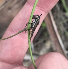 Perginae sp. (subfamily) (Unidentified pergine sawfly) at Cotter River, ACT - 28 Dec 2021 by Tapirlord