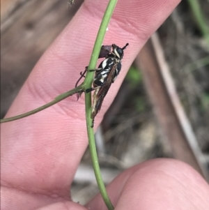 Perginae sp. (subfamily) at Cotter River, ACT - 28 Dec 2021