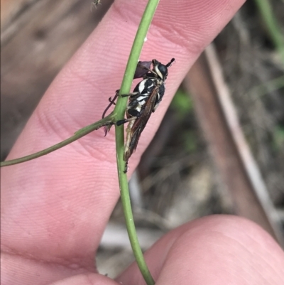 Perginae sp. (subfamily) (Unidentified pergine sawfly) at Cotter River, ACT - 28 Dec 2021 by Tapirlord