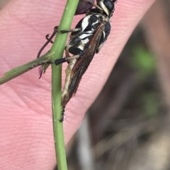 Perginae sp. (subfamily) at Cotter River, ACT - 28 Dec 2021