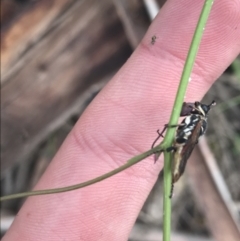 Perginae sp. (subfamily) at Cotter River, ACT - 28 Dec 2021