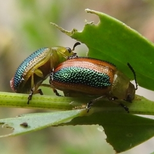 Calomela parilis at Paddys River, ACT - 5 Jan 2022