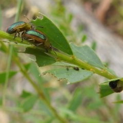 Calomela parilis at Paddys River, ACT - 5 Jan 2022