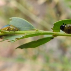 Calomela parilis at Paddys River, ACT - 5 Jan 2022