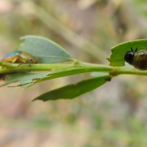 Calomela parilis at Paddys River, ACT - 5 Jan 2022