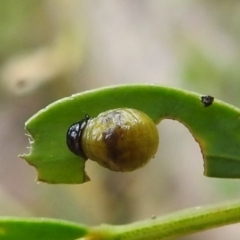 Calomela parilis at Paddys River, ACT - 5 Jan 2022