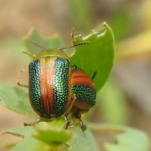 Calomela parilis at Paddys River, ACT - 5 Jan 2022