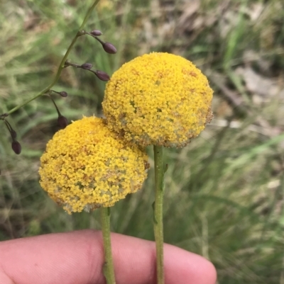 Craspedia aurantia var. jamesii (Large Alpine Buttons) at Cotter River, ACT - 28 Dec 2021 by Tapirlord