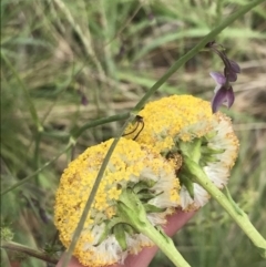 Craspedia aurantia var. jamesii at Cotter River, ACT - 28 Dec 2021