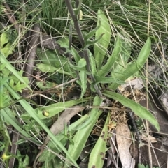 Craspedia aurantia var. jamesii at Cotter River, ACT - suppressed