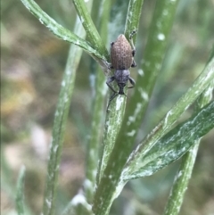 Perperus sp. (Unidentified Perperus weevil) at Namadgi National Park - 27 Dec 2021 by Tapirlord