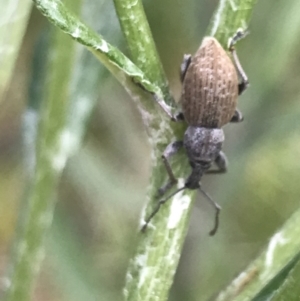 Perperus sp. at Cotter River, ACT - 28 Dec 2021