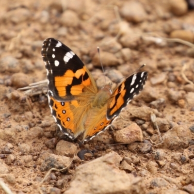 Vanessa kershawi (Australian Painted Lady) at Pialligo, ACT - 4 Jan 2022 by RodDeb