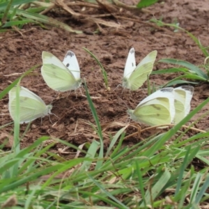 Pieris rapae at Pialligo, ACT - 4 Jan 2022 11:06 AM