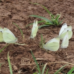 Pieris rapae at Pialligo, ACT - 4 Jan 2022 11:06 AM