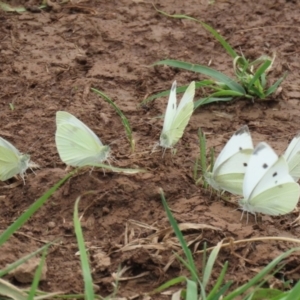 Pieris rapae at Pialligo, ACT - 4 Jan 2022 11:06 AM