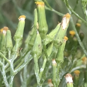 Senecio gunnii at Cotter River, ACT - 28 Dec 2021