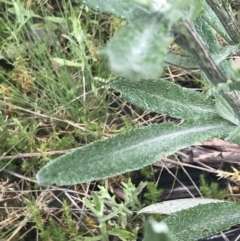 Senecio gunnii at Cotter River, ACT - 28 Dec 2021