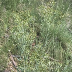 Senecio gunnii at Cotter River, ACT - 28 Dec 2021