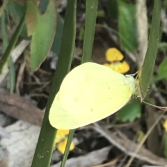 Eurema smilax (Small Grass-yellow) at Cotter River, ACT - 27 Dec 2021 by Tapirlord