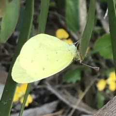 Eurema smilax at Cotter River, ACT - 28 Dec 2021