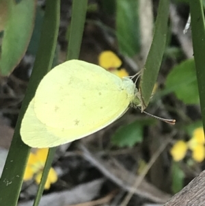 Eurema smilax at Cotter River, ACT - 28 Dec 2021 10:59 AM