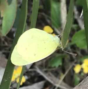 Eurema smilax at Cotter River, ACT - 28 Dec 2021