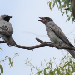 Coracina novaehollandiae (Black-faced Cuckooshrike) at Pialligo, ACT - 4 Jan 2022 by RodDeb