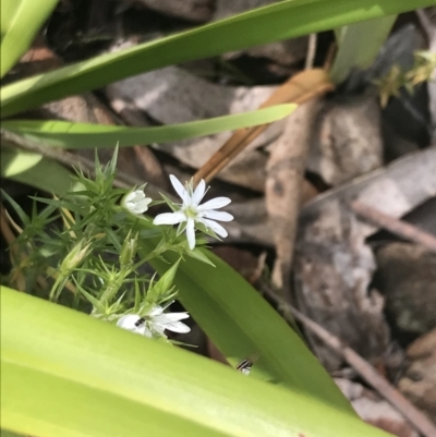 Stellaria pungens (Prickly Starwort) at Namadgi National Park - 28 Dec 2021 by Tapirlord