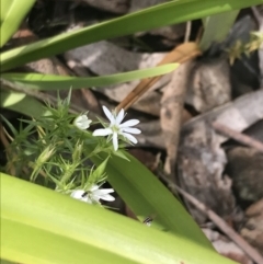Stellaria pungens (Prickly Starwort) at Cotter River, ACT - 28 Dec 2021 by Tapirlord