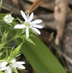 Stellaria pungens at Cotter River, ACT - 28 Dec 2021 11:03 AM