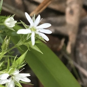 Stellaria pungens at Cotter River, ACT - 28 Dec 2021