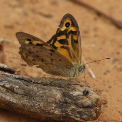 Heteronympha merope (Common Brown Butterfly) at Mount Ainslie - 4 Jan 2022 by RodDeb