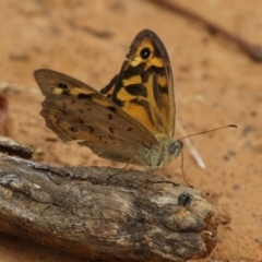 Heteronympha merope (Common Brown Butterfly) at Pialligo, ACT - 4 Jan 2022 by RodDeb