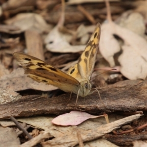 Heteronympha merope at Pialligo, ACT - 4 Jan 2022